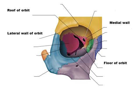 Bones Of The Orbit: Anatomy, Foramina, Walls And Diagram, 45% OFF