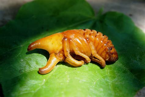 Siamese Rhinoceros Beetle (pupa) | Project Noah