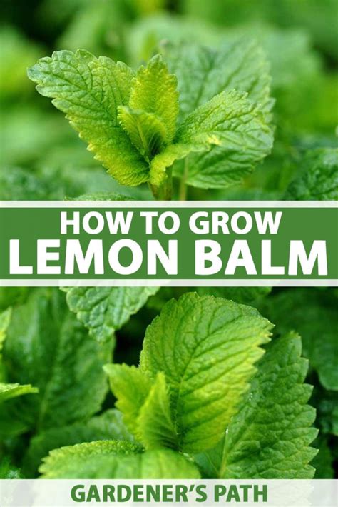 How to Grow Lemon Balm | Gardener’s Path