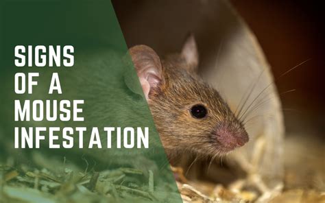 Signs of a Mouse Infestation - Evade Pest Management