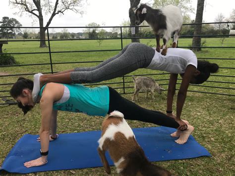 Goat Yoga Near Me 2019 - YogaWalls