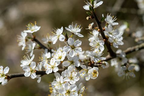 Cherry Blossoms Apple - Free photo on Pixabay - Pixabay