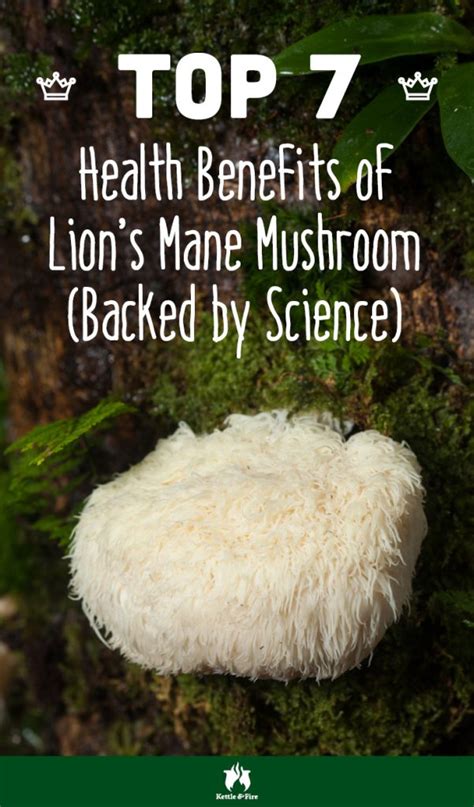 Top Benefits of Lion’s Mane Mushroom (Backed by Science)