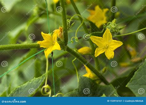 Flowering Cucumber Yellow Flowers In The Garden. Vegetable Blooms ...