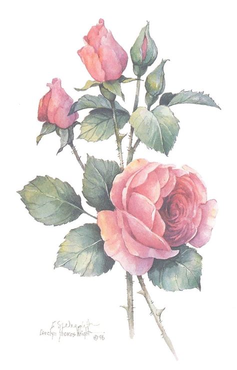 English Rose 10 x 8 lithograph in 2020 | Roses drawing, English roses ...