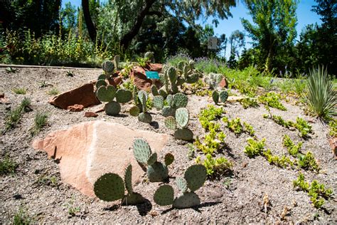 Cactus in the Desert Garden image - Free stock photo - Public Domain photo - CC0 Images