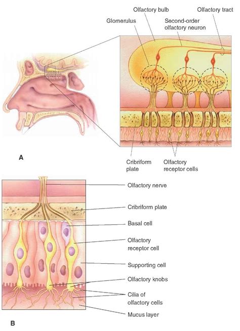 Olfactory Epithelium: Structure And Function Kenhub, 44% OFF