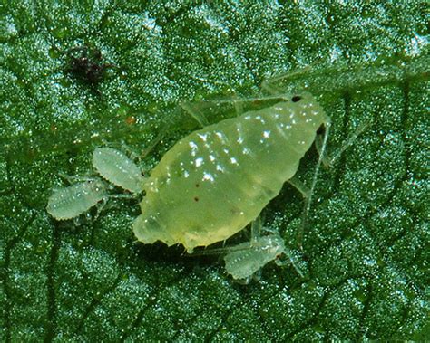 Betulaphis quadrituberculata (Small downy birch aphid): identification ...