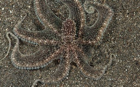 Sneaky Cephalopods | American Scientist