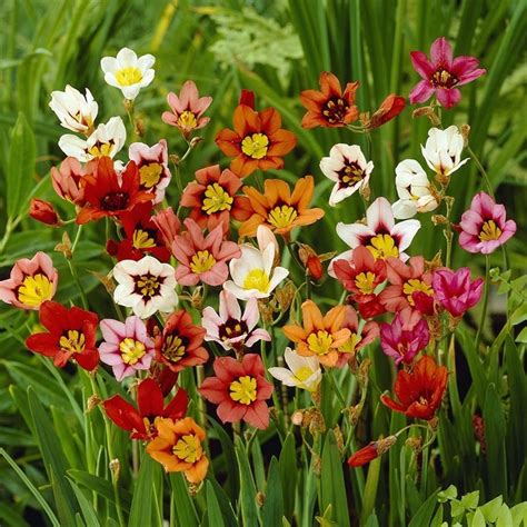Harlequin Flower Bulbs Mix, Sparaxis Tricolor | High Country Gardens