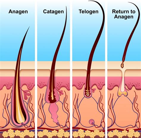 Hair Shedding: How Much Hair Fall Is Normal? | HairMD