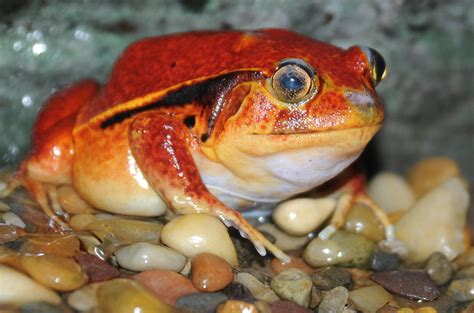 Red Frog Photograph by Patrick Short - Fine Art America