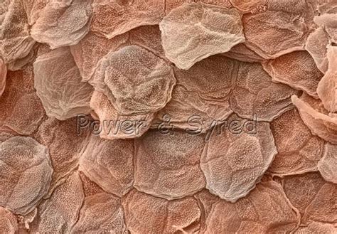 micro world skin of afican bug - Google Search | Microscopic photography, Science images, Things ...