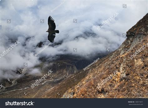 Eagle Soaring Over Storm Clouds In The Himalayas. Stock Photo 130917671 : Shutterstock