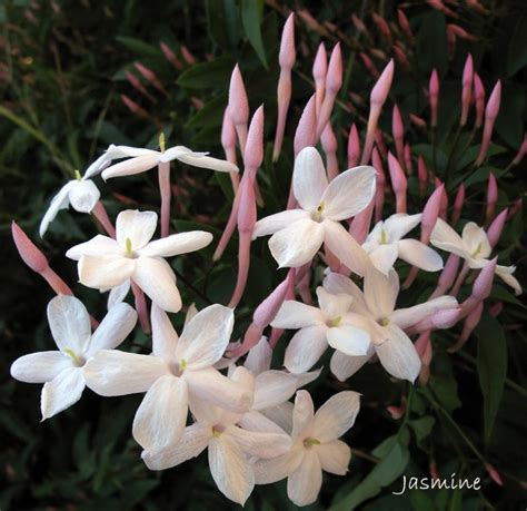 Chinese language Jasmine Plant Care: Develop Jasminum Polyanthum Indoors - Batang Tabon