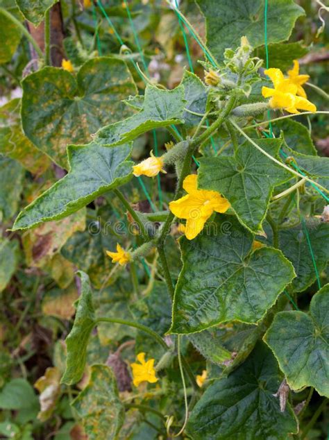 Cucumber Plant. Yellow Flowers and Green Leaves Stock Image - Image of ...