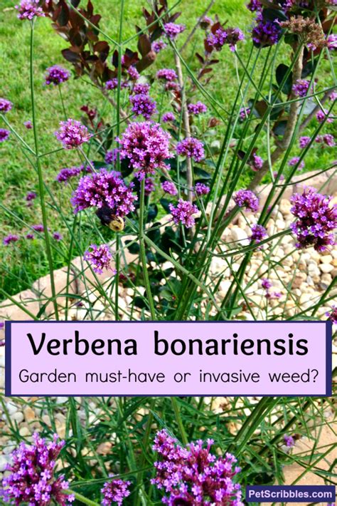 Verbena bonariensis: garden must-have or invasive weed? - Garden Sanity by Pet Scribbles