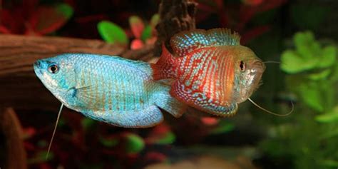 How to Breed Dwarf Gourami?