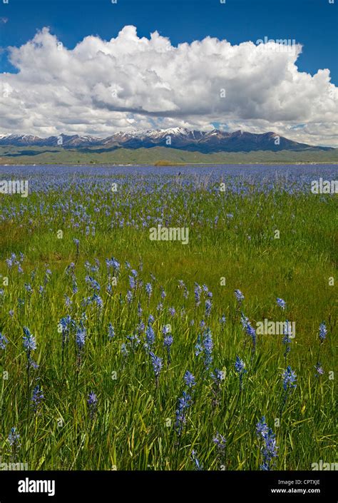 Camas prairie idaho hi-res stock photography and images - Alamy