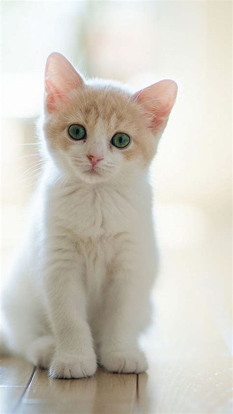 Cute Lovely Staring Kitten Cat iPhone 6 wallpaper | Cute animals, Cute ...