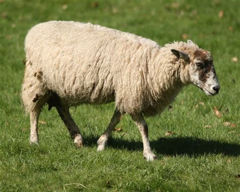 A Flock of Love: The Top Friendliest Sheep Breeds for Your Home