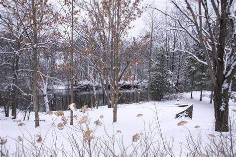 Free Images : tree, nature, forest, branch, snow, frost, ice, weather ...