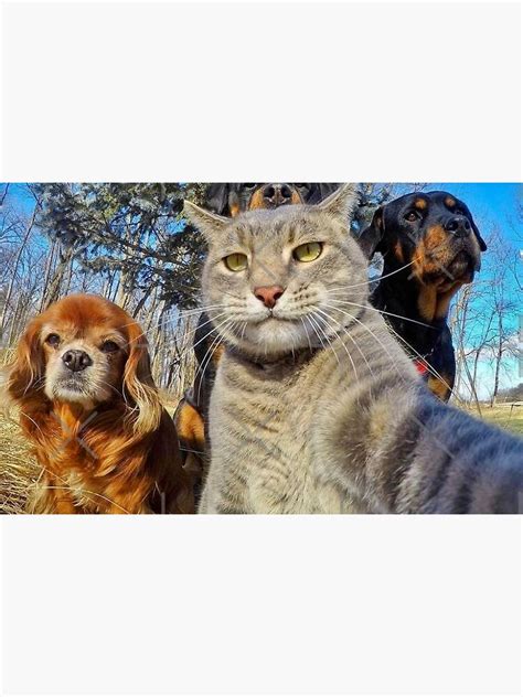 "Funny Cat and Dogs Taking Selfie Meme" Sticker by ItsMichaelaa | Redbubble