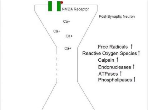 Mechanism of Glutamate Excitotoxicity - YouTube