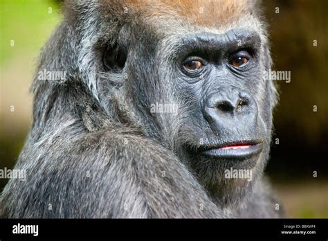 Gorilla in the Bronx Zoo in New York City Stock Photo - Alamy