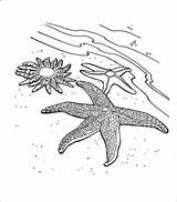 Starfish Coloring Beach Pages Shells Printable Drawing Color Clipart  sketch template