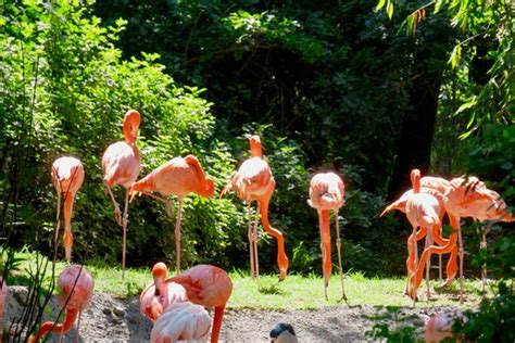 Parque Zoologico de Chapultepec (Mexico City) - All You Need to Know ...