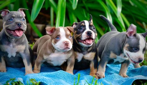 5 INCREDIBLE LILAC, CHOCOLATE, BLUE & BLACK TRI COLOR AMERICAN BULLY ...