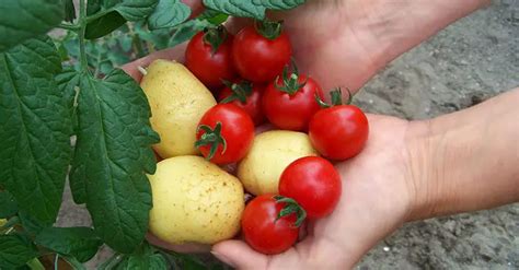 How to Grow Tomatoes and Potatoes on One Plant - SHTFPreparedness