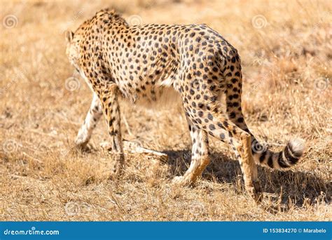 Cheetah Running in South Africa, Acinonyx Jubatus. Stock Photo - Image of acinonyx, safari ...