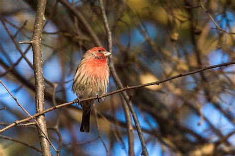 Christmas Bird Count announced | Bonner County Daily Bee