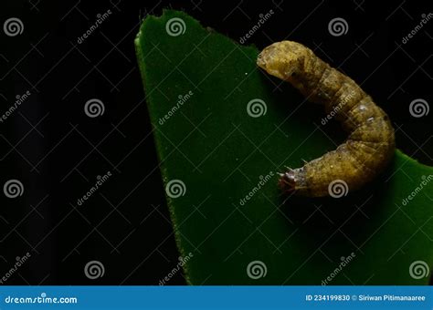 Diamondback Moth Larvae Feeding On Brassica Stock Photo | CartoonDealer ...