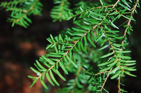 Hemlock needles up close. | Plant leaves, Spring sign, Plants