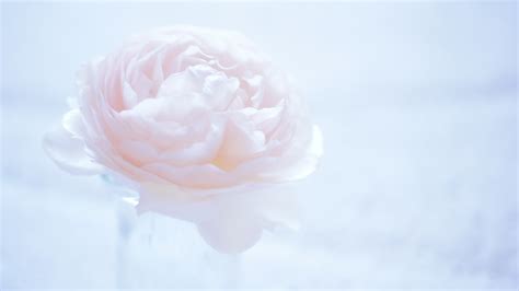 White Rose Wallpaper 4K Tons of awesome black 4k wallpapers to download for free