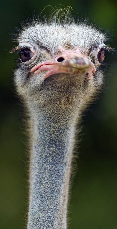 Long neck ostrich | Animals beautiful, Ostriches, Animal faces