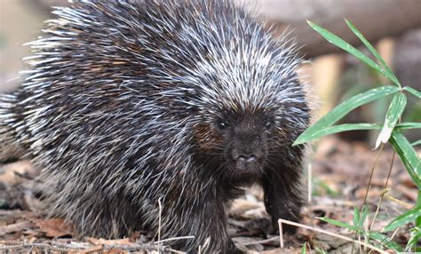 North American porcupine | Smithsonian's National Zoo