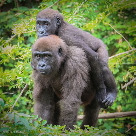 Phase One of Gorilla World Expansion is Almost Complete at the Cincinnati Zoo - Cincinnati Zoo ...