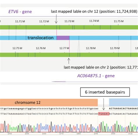 Deletion at chromosome 19. (a) Schematic representation of the newly... | Download Scientific ...