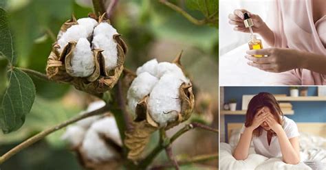 7 Unknown Benefits of Cotton Leaves ⋆ Bright Stuffs