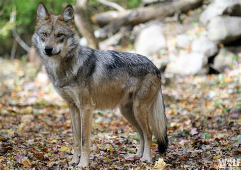 Mexican Gray Wolf “Anubis” Returns to Northern Arizona