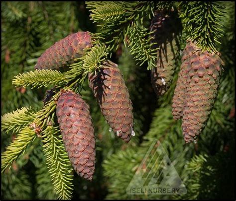 some pine cones are hanging from a tree