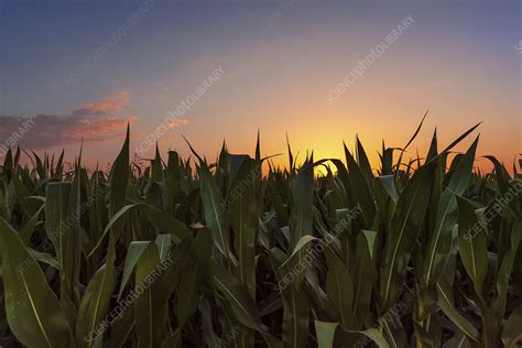 Corn field at sunset - Stock Image - F032/3630 - Science Photo Library