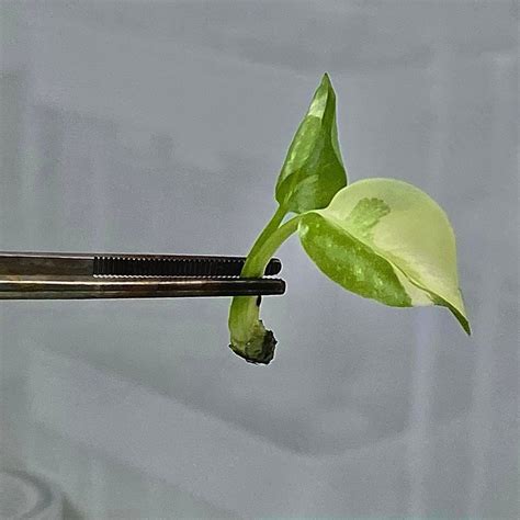 [New Arrival] Tissue Culture - Monstera Borsigiana Albo Variegated ...