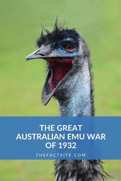 The Great Australian Emu War of 1932 - The Fact Site