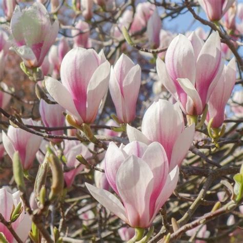 Beautiful Magnolia Trees | Magnolia Shrubs | Ornamental Trees