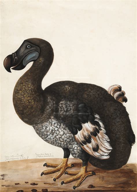 Can we Bring Back the Dodo?. The dodo was a fat, flightless bird… | by ...